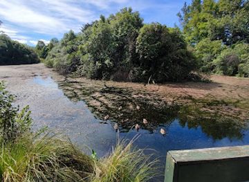 new-zealand/masterton/attraction/millennium-native-forest-reserve