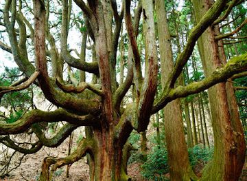 japan/kyushu/attraction/takamoridon-cedars