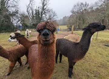 united-kingdom/ross-shire/attraction/loch-ness-alpacas