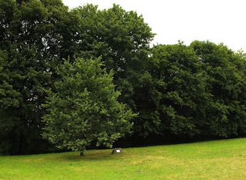 poland/holy-cross-mountains/attraction/dab-papieski-na-swietym-krzyzu