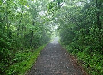 south-korea/jeju-city/attraction/saryeoni-forest-path