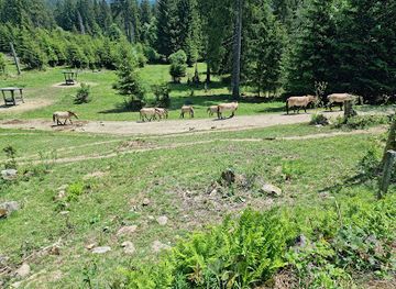 germany/bavarian-forest-national-park/attraction/steinzeithohle