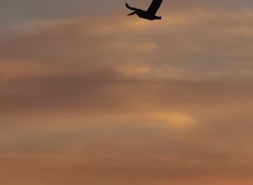 florida/panama-city-beach/attraction/dolphins-tour