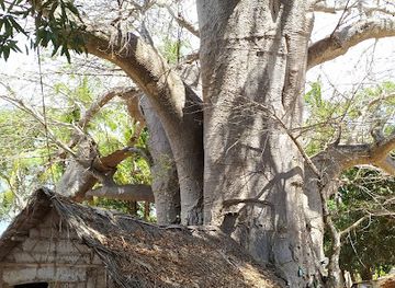 tanzania/zanzibar-archipelago/attraction/great-baobab