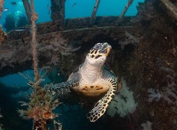 australia/fraser-coast/attraction/hervey-bay-dive-centre