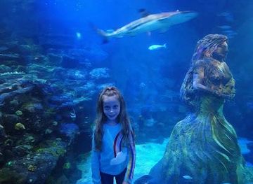 united-kingdom/stratford-upon-avon/attraction/national-sea-life-centre-birmingham