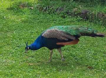 australia/central-coast/attraction/new-gokula-farm