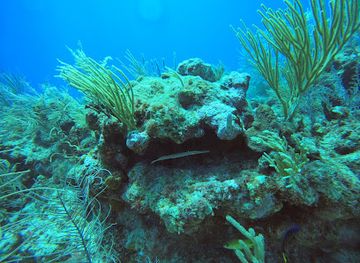 belize/ambergris-caye/attraction/dardanellos-cut