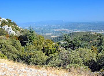 france/luberon/attraction/foret-des-cedres-du-luberon