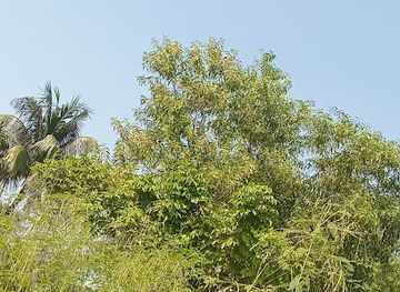 bangladesh/comilla/attraction/habibullah-graveyard