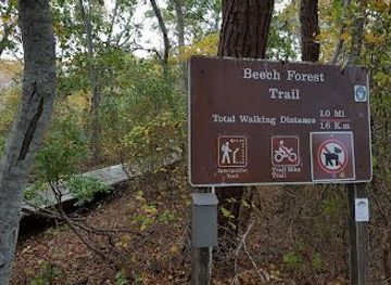 massachusetts/hyannis/attraction/beech-forest