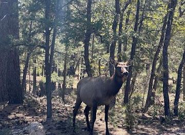 arizona/grand-canyon-village/attraction/buck-wild-hummer-tours