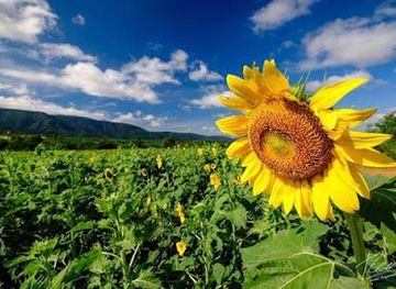 thailand/khao-yai-national-park/attraction/prao-tawan-farm-khaoyai