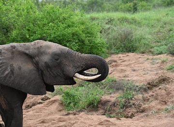 south-africa/elephant-coast/attraction/pongola-game-reserve