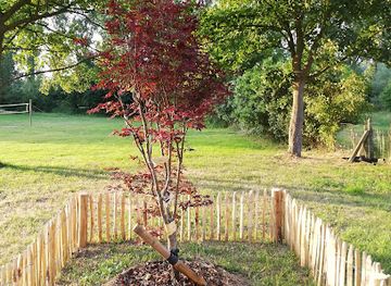 belgium/leuven/attraction/de-boom-van-arthur