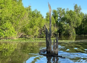 louisiana/atchafalaya-basin/attraction/river-of-swamps-boat-tours