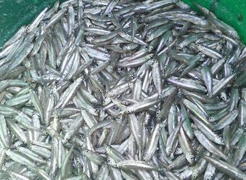 rwanda/gishwati-mukura-national-park/attraction/guide-near-you