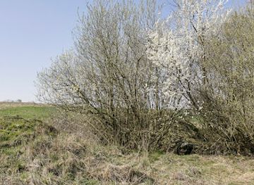 poland/drawa-national-park/attraction/swieciechow-glaz-wojciecha