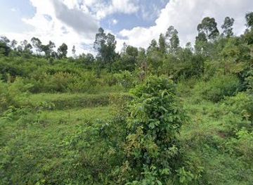 rwanda/nyabarongo-river/attraction/ikiraro-mwendo-m-iii