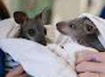 australia/byron-bay/attraction/byron-bay-wildlife-hospital-ltd