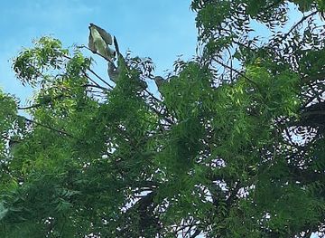 malaysia/george-town/gurney-drive/attraction/egret-tree-burung-bangau