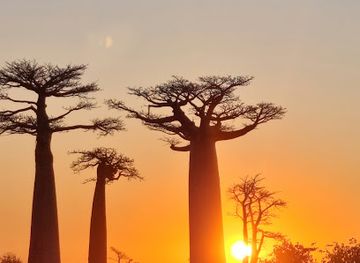 madagascar/atsimo-andrefana/attraction/couche-de-soleil-allees-baobab