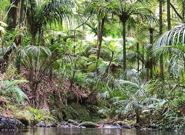 new-zealand/whangarei/attraction/pukenui-forest-loop-track