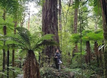 new-zealand/rotorua/attraction/foris-eco-tours