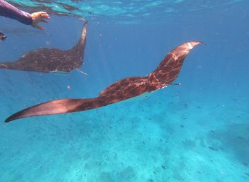 maldives/dhangethi-island/attraction/mahibadhoo-rock-manta-point
