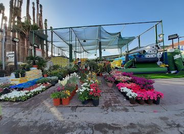 kuwait/kuwait-zoo/attraction/43-fourty-three