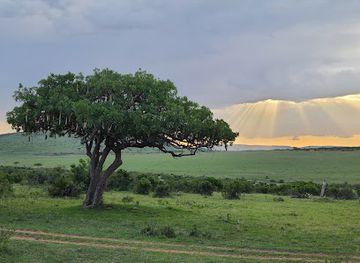 kenya/maasai-mara-national-reserve/attraction/safari-picnic-tree