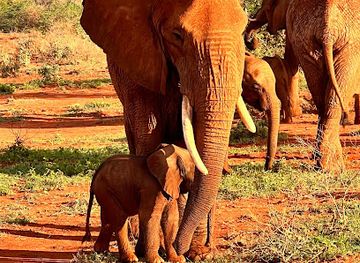 kenya/taita-hills/attraction/taita-hills-wildlife-sanctuary