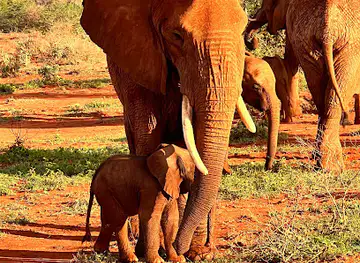 Taita Hills Wildlife Sanctuary