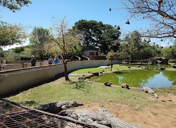 south-africa/hluhluwe-imfolozi-park/attraction/zulu-croc