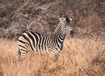 south-africa/lowveld/attraction/askari-wilderness-conservation-programme