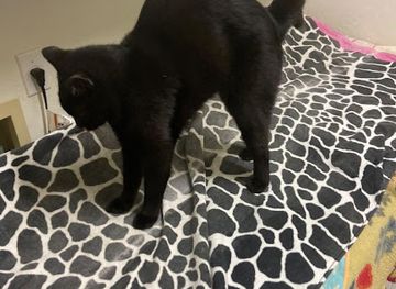 arizona/phoenix/attraction/panino