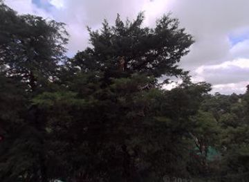 india/shimla/attraction/chulbul-shingham