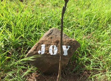 madagascar/antsiranana/attraction/baobab-a-suarezensis-joy