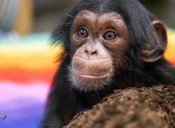 burundi/bururi/attraction/riserva-specie-naturale-di-yessini