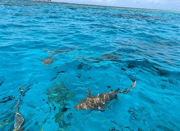 maldives/male-atoll/attraction/stingray-s-shark-s