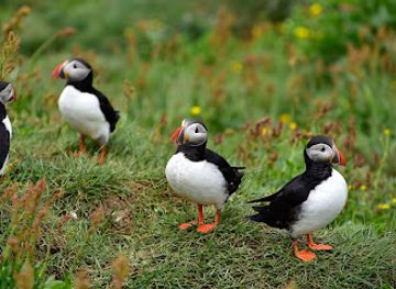 iceland/eastern-region/attraction/borgarfjaroarhofn