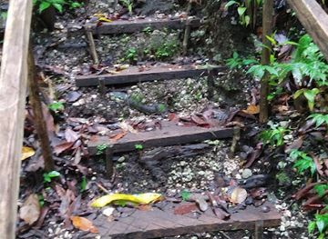 solomon-islands/malaita-province/attraction/ferafolia-forest-trail