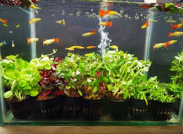 maldives/fuvahmulah-island/attraction/aqua-fuvahmulah