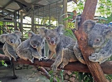australia/cairns/attraction/rainforestation-nature-park