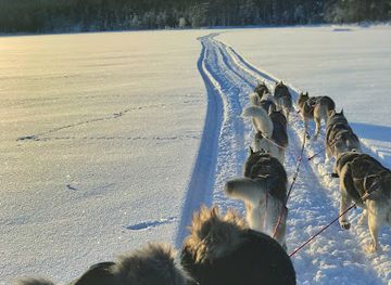 sweden/dalarna/attraction/below-zero-husky-tours