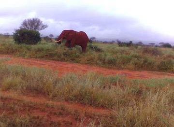 kenya/mombasa-beach/attraction/ali-lewa-tours