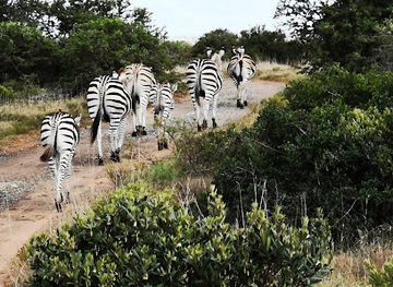 south-africa/addo-elephant-national-park/attraction/amakhala-game-reserve