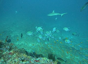 maldives/alimatha-island/attraction/kandooma-thila-dive-site