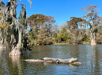 Cajun Country Swamp Tours