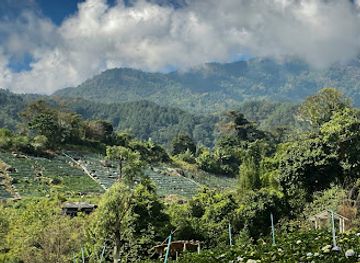 thailand/doi-inthanon-national-park/attraction/hydrangea-garden